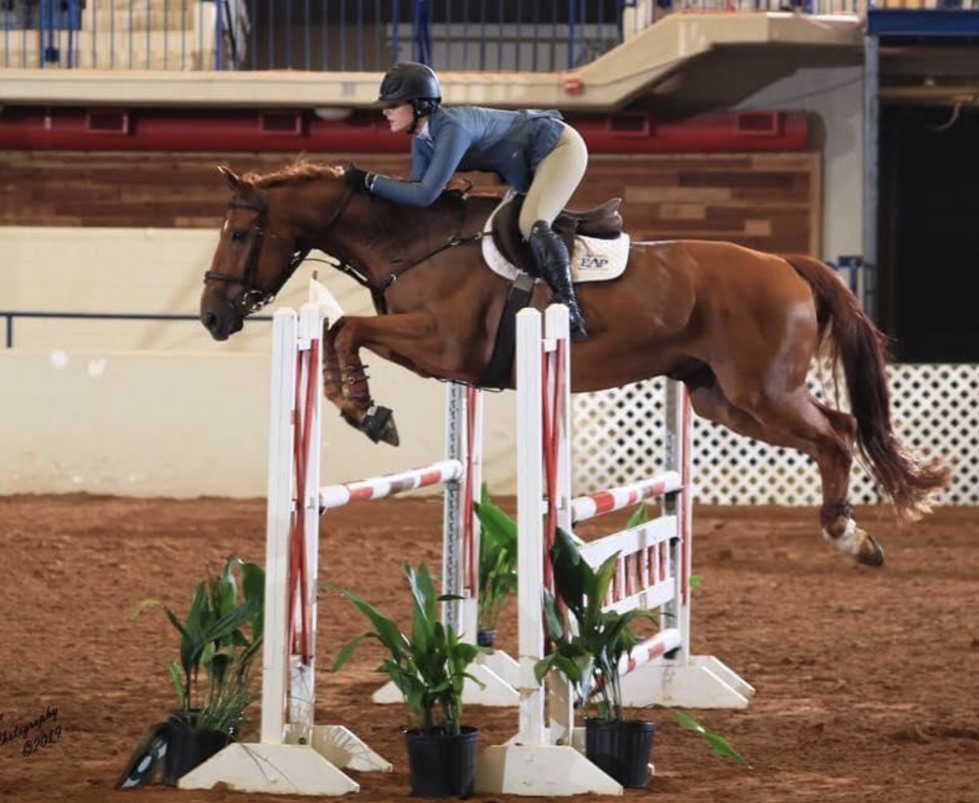 Atomic, offered through Coraggio Equestrian