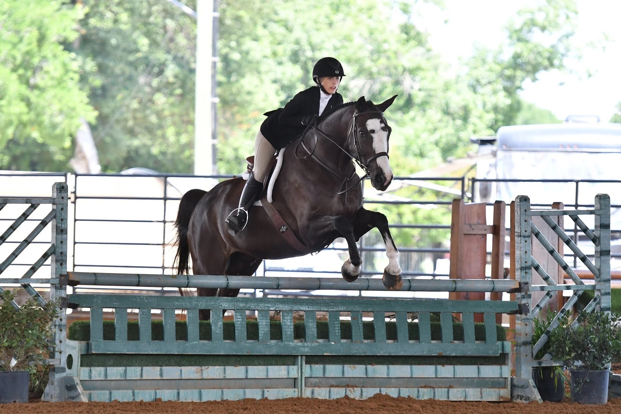 Beau, offered through Coraggio Equestrian