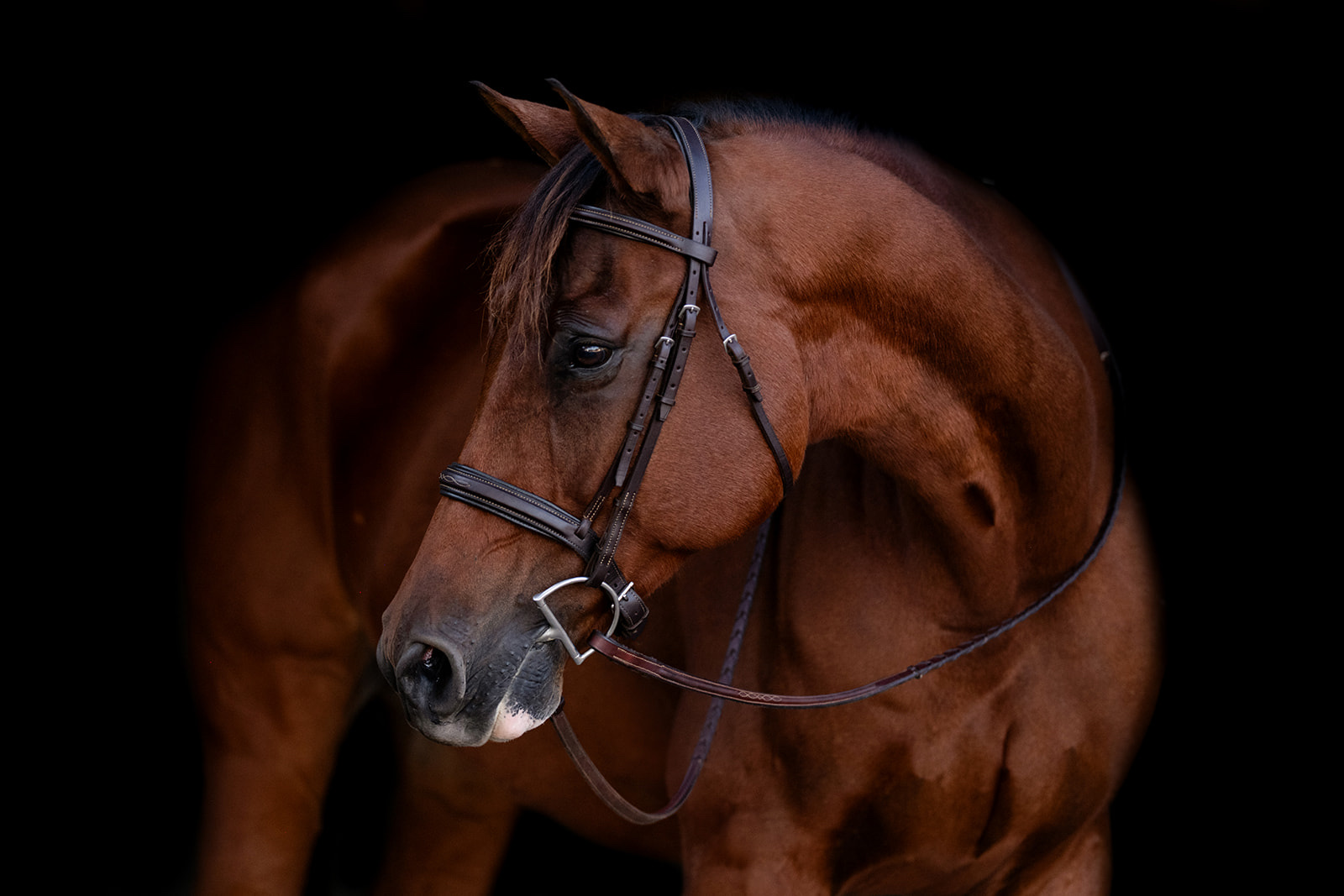 Chuckomo, offered through Coraggio Equestrian
