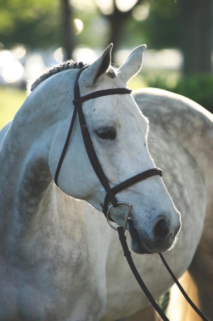 Clairvoyant, offered through Coraggio Equestrian