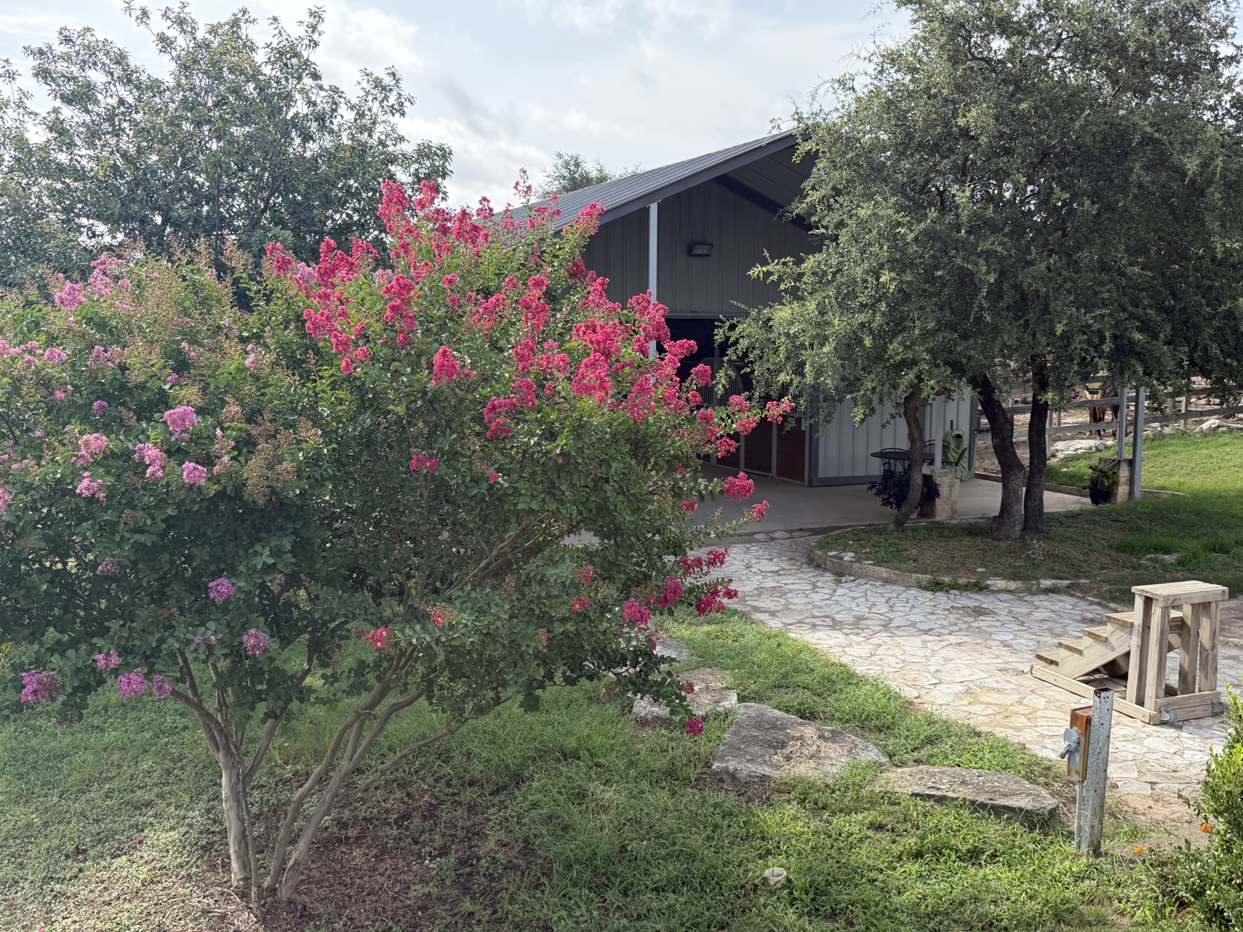Crepe myrtles blooming by the barn at Coraggio