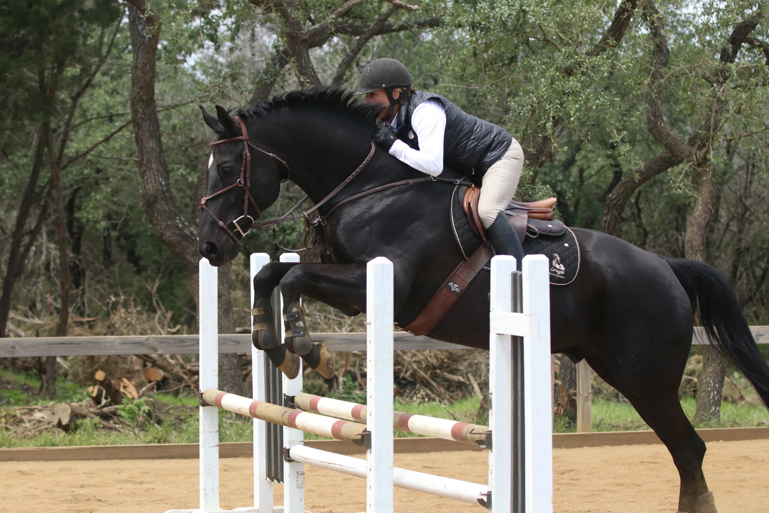 Back in Black, offered through Coraggio Equestrian