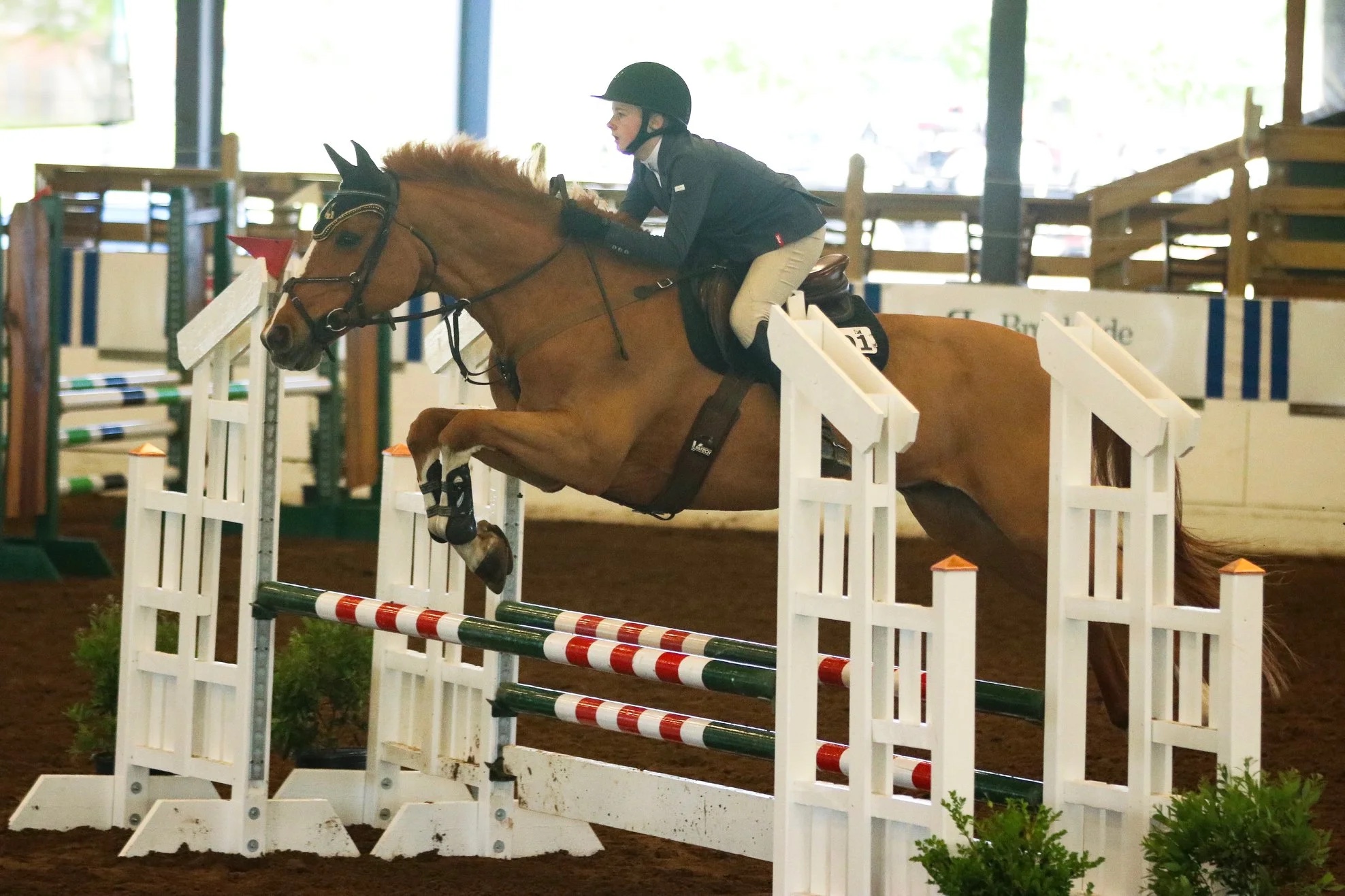 Gold Strike, offered through Coraggio Equestrian