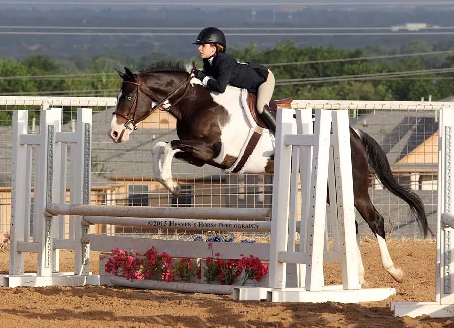 Sinatra, offered through Coraggio Equestrian
