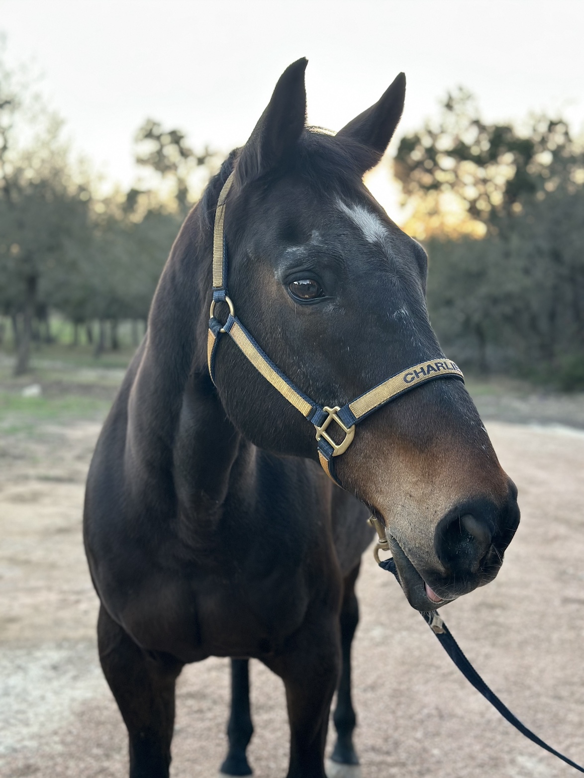 Retirement horse boarding in Austin